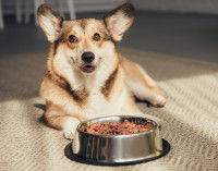 Un chien Corgi devant une gamelle de croquettes