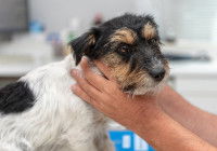 Un homme examine la peau de son chien à la recherche de pellicules