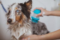 Une femme fait un shampoing à un beau chien merle