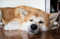 Un vieux Akita Inu se repose sur le sol