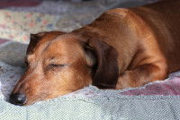 Un vieux Teckel malade dort sur un lit