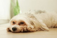 Un chien malade est allongé sur le sol