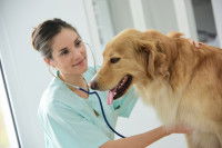 Une femme vétérinaire ausculte un chien Golden Retriever