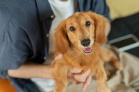 Un homme tient son chien Teckel dans ses bras