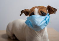 Un Jack Russel avec un masque pour se protéger des infections