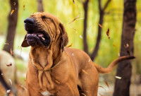 Un gros chien malade tousse violemment à l'automne