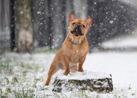 Les chiens prédisposés à la pharyngite