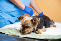 Un vétérinaire place un petit Yorkshire sous sédatif