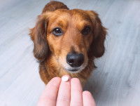 Un homme donne un médicament à un Teckel à poil long