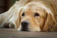 Un vieux chien fatigué est allongé sur le sol