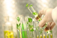 Des extraits de plantes placés dans des tubes à essai