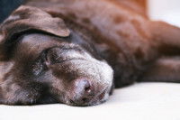 Un chien malade est allongé sur le sol