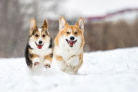 Deux Welsh Corgis heureux courent dans la neige