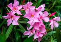Un laurier rose en fleurs