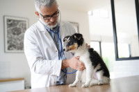 Un vétérinaire ausculte un chien à son cabinet