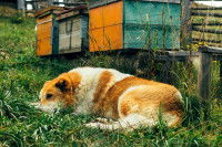 Un chien allongé dans l'herbe au pied de ruches