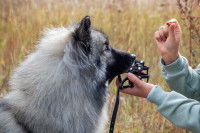Une femme met une muselière à un chien Keeshond