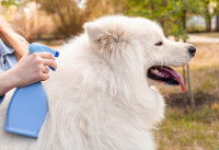 Une femme désinfecte le pelage de son Samoyède