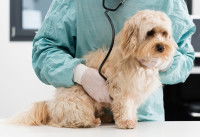 Un vétérinaire ausculte un petit chien de type Caniche