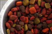 Une gu&ecirc;pe dans une gamelle de croquettes pour chien