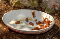 Des frelons dans une assiette contenant des morceaux de viande