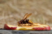 Un frelon posé sur un morceau de pomme dans le jardin