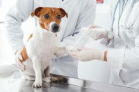 Une vétérinaire fait un bandage à la patte d'un Jack Russell
