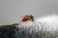 Un moustique en train de piquer un chien