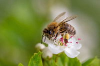 Une abeille en train de butiner une fleur sauvage
