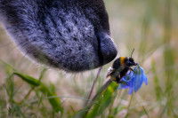 Un chien renifle une fleur sur laquelle se trouve un bourdon