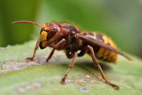 Un frelon européen sur un brin d'herbe