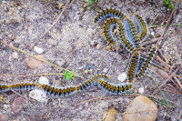 Des chenilles processionnaires sur le sol