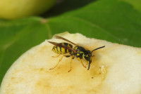 Une guêpe en train de manger une poire tombée au sol