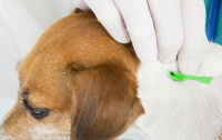 Vérifier le pelage du chien après chaque promenade