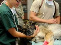 Comment soigner la piroplasmose chez le chien ?