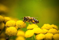 vue en gros plan d'une abeille en train de butiner des fleurs jaunes