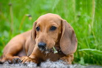 Un chiot Teckel en train de manger des fleurs de pissenlit