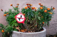 Des soucis en mauvais état dans un pot avec un panneau "interdit aux chiens"