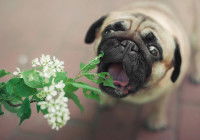 Un Carlin veut manger une plante et des fleurs