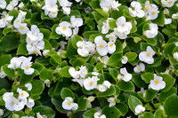 Des bégonias à fleurs blanches