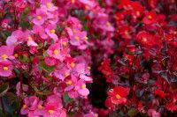 Des bégonias roses et rouges