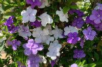 Brunfelsia oligoflora