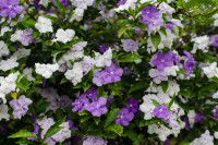 Brunfelsia australis