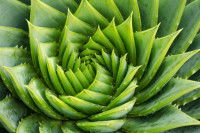 Un aloe vera en spirale