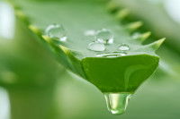 Une feuille d'aloe vera coupée