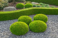 Des buissons et une haie de buis