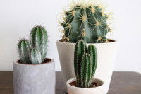 Des cactus en pot