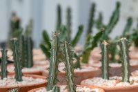 Des euphorbes lactées