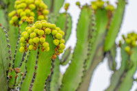 Un cactus candélabre