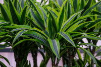 Des plants de Dracaena fragrans